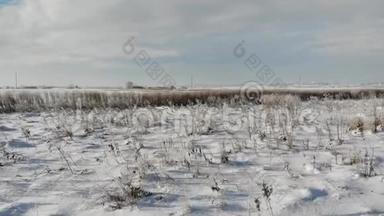 有干燥植物和杂草的<strong>雪原</strong>。 大自然在冬天，乡村.. 平稳地飞越陆地